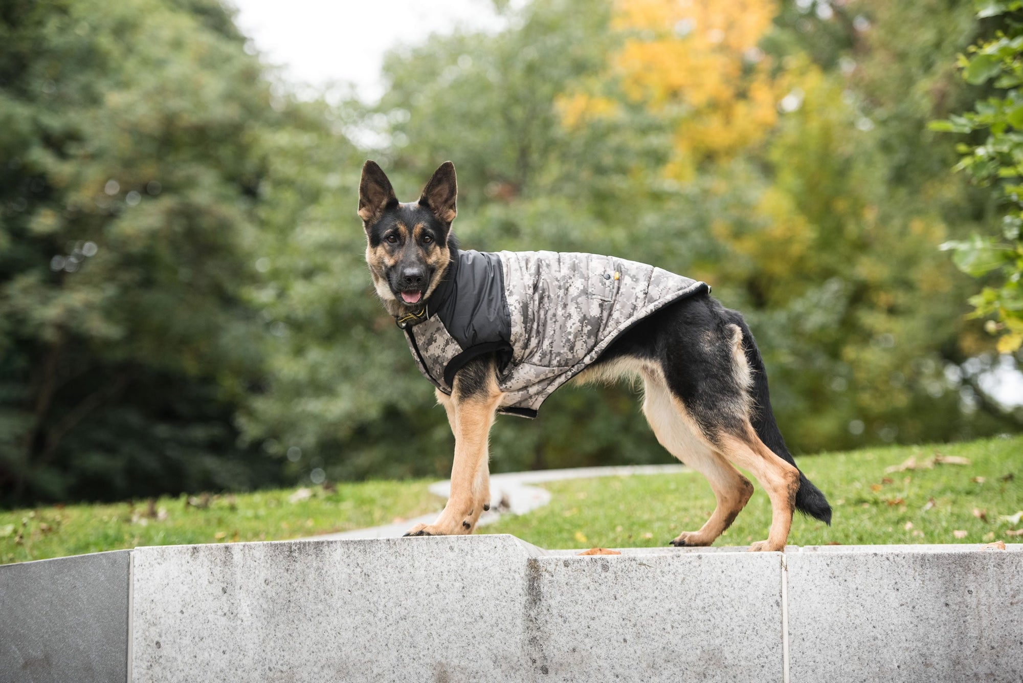 Army Dog Jacket - Camo - fydaskepas