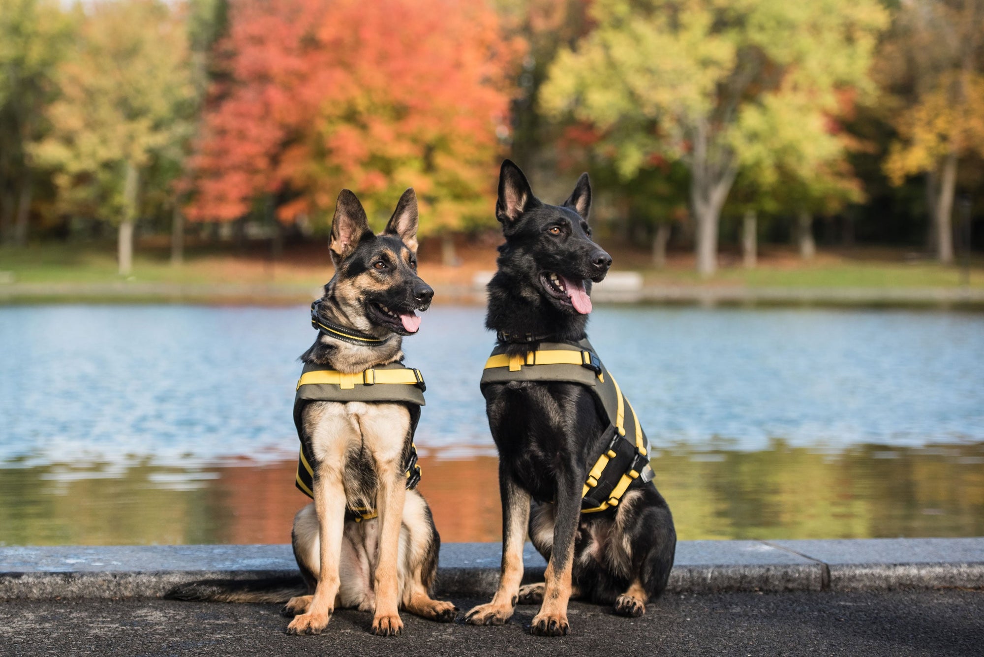 Army Dog Vest - fydaskepas